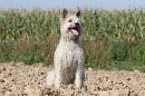 BOUVIER DES ARDENNES 091